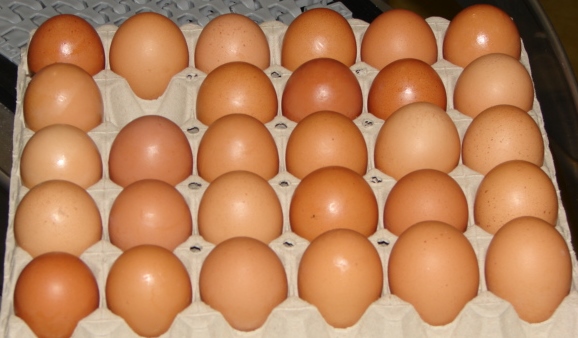 EGG WASHING - profit from the dirty eggs produced at your poultry farm