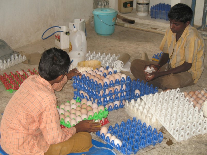 Triplelima egg washing